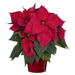 BAUHAUS Piardino Weihnachtsstern Euphorbia Pulcherrima, Topfgröße: 17 Cm, Blütenfarbe: Sortenabhängig