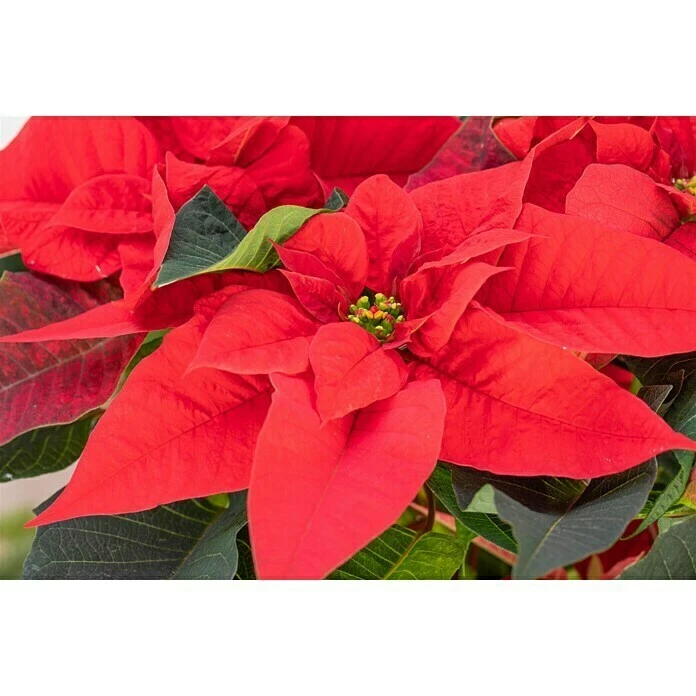 BAUHAUS Piardino Weihnachtsstern Euphorbia Pulcherrima, Topfgröße: 17 Cm, Blütenfarbe: Sortenabhängig 2 BAUHAUS Piardino Weihnachtsstern Euphorbia Pulcherrima, Topfgröße: 17 Cm, Blütenfarbe: Sortenabhängig – Bild 2