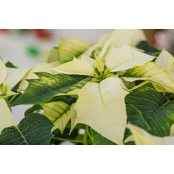 BAUHAUS Piardino Weihnachtsstern Euphorbia Pulcherrima, Topfgröße: 17 Cm, Blütenfarbe: Sortenabhängig 5 BAUHAUS Piardino Weihnachtsstern Euphorbia Pulcherrima, Topfgröße: 17 Cm, Blütenfarbe: Sortenabhängig -Jalousien Verkäufe 12 1640